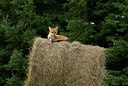 BUITEN BEELD Foto: 138738