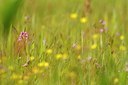 BUITEN BEELD Foto: 138800