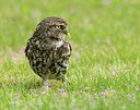 BUITEN BEELD Foto: 138844