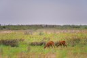 BUITEN BEELD Foto: 138885