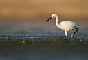 BUITEN BEELD Foto: 138968