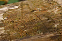 BUITEN BEELD Foto: 13177