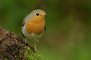 BUITEN BEELD Foto: 13398