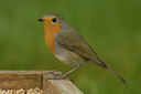 BUITEN BEELD Foto: 13399