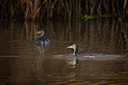 BUITEN BEELD Foto: 13455