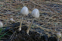 BUITEN BEELD Foto: 13494