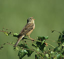 BUITEN BEELD Foto: 13542