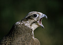BUITEN BEELD Foto: 13544