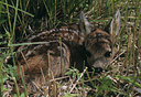 BUITEN BEELD Foto: 13552