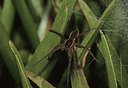 BUITEN BEELD Foto: 13568