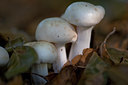 BUITEN BEELD Foto: 13578