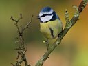 BUITEN BEELD Foto: 13656