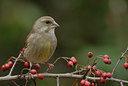 BUITEN BEELD Foto: 13662