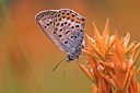 BUITEN BEELD Foto: 13690