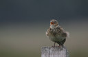 BUITEN BEELD Foto: 13701