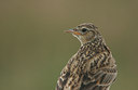 BUITEN BEELD Foto: 13703