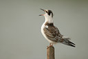 BUITEN BEELD Foto: 13962