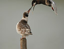 BUITEN BEELD Foto: 13963