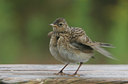 BUITEN BEELD Foto: 13991