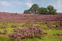 BUITEN BEELD Foto: 139103