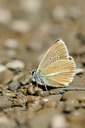 BUITEN BEELD Foto: 139176