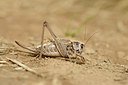 BUITEN BEELD Foto: 139221