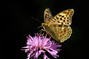 BUITEN BEELD Foto: 139313