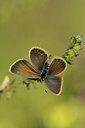 BUITEN BEELD Foto: 139343