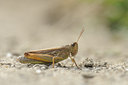 BUITEN BEELD Foto: 139344