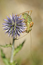 BUITEN BEELD Foto: 139378