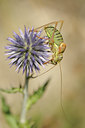 BUITEN BEELD Foto: 139378