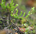 BUITEN BEELD Foto: 139465