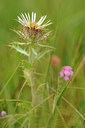 BUITEN BEELD Foto: 139466