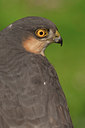 BUITEN BEELD Foto: 139678