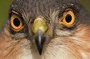 BUITEN BEELD Foto: 139681