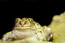 BUITEN BEELD Foto: 139739