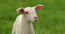 BUITEN BEELD Foto: 139821
