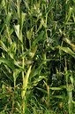 BUITEN BEELD Foto: 139853