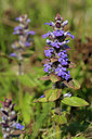 BUITEN BEELD Foto: 139875