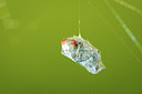 BUITEN BEELD Foto: 140169