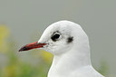 BUITEN BEELD Foto: 140196