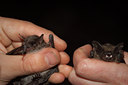 BUITEN BEELD Foto: 140313