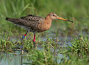 BUITEN BEELD Foto: 140498