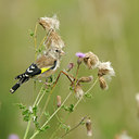 BUITEN BEELD Foto: 140777