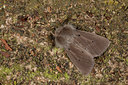 BUITEN BEELD Foto: 140881