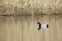 BUITEN BEELD Foto: 140929