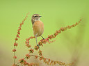 BUITEN BEELD Foto: 141041