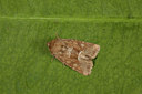 BUITEN BEELD Foto: 141108