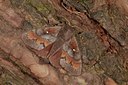 BUITEN BEELD Foto: 141147