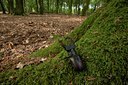BUITEN BEELD Foto: 141159
